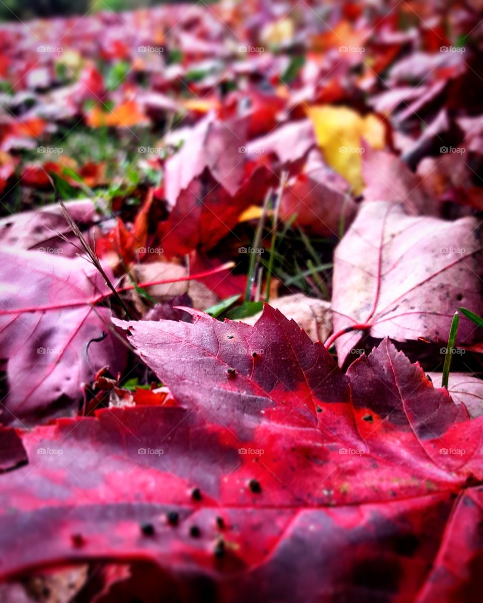 Redrum fall colors