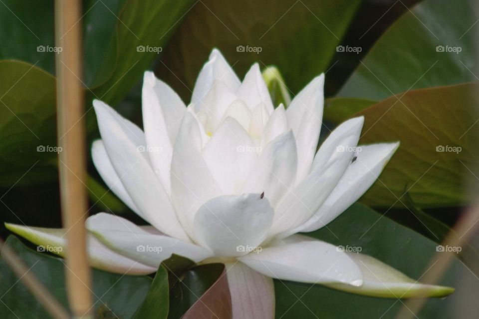 Water Lily