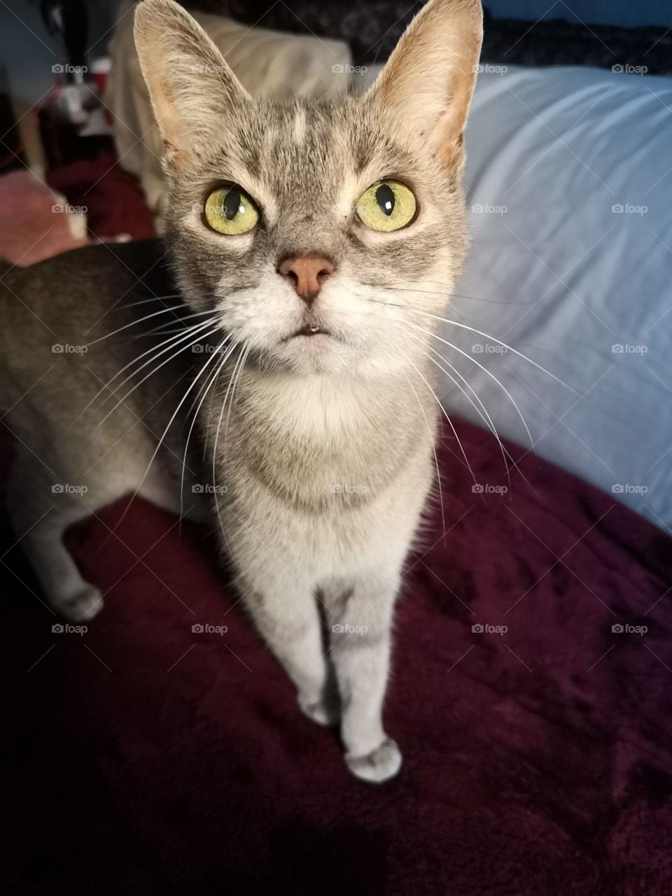 Grey and white cat with green eyes