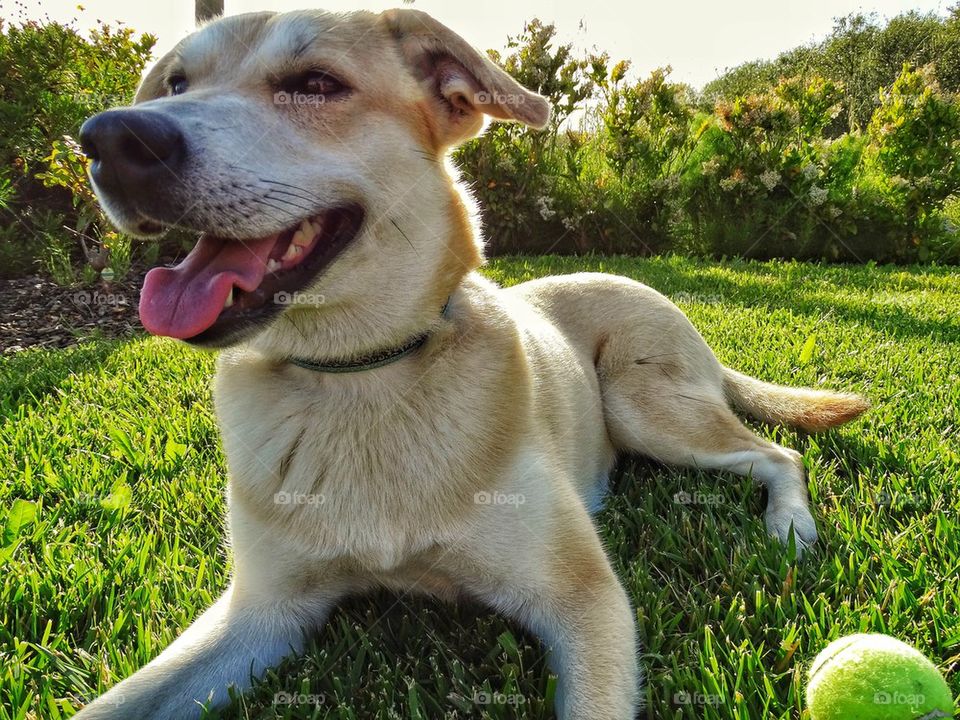 Happy yellow lab dog