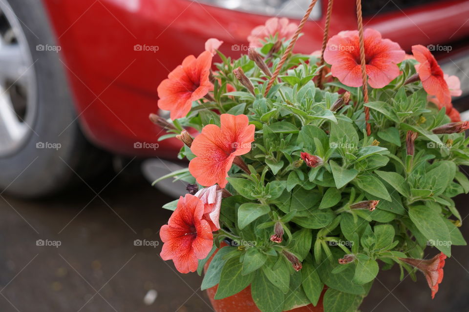 Red flowers and red car 