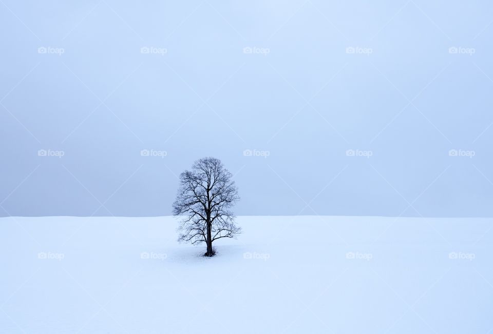 Lonely tree in white world 