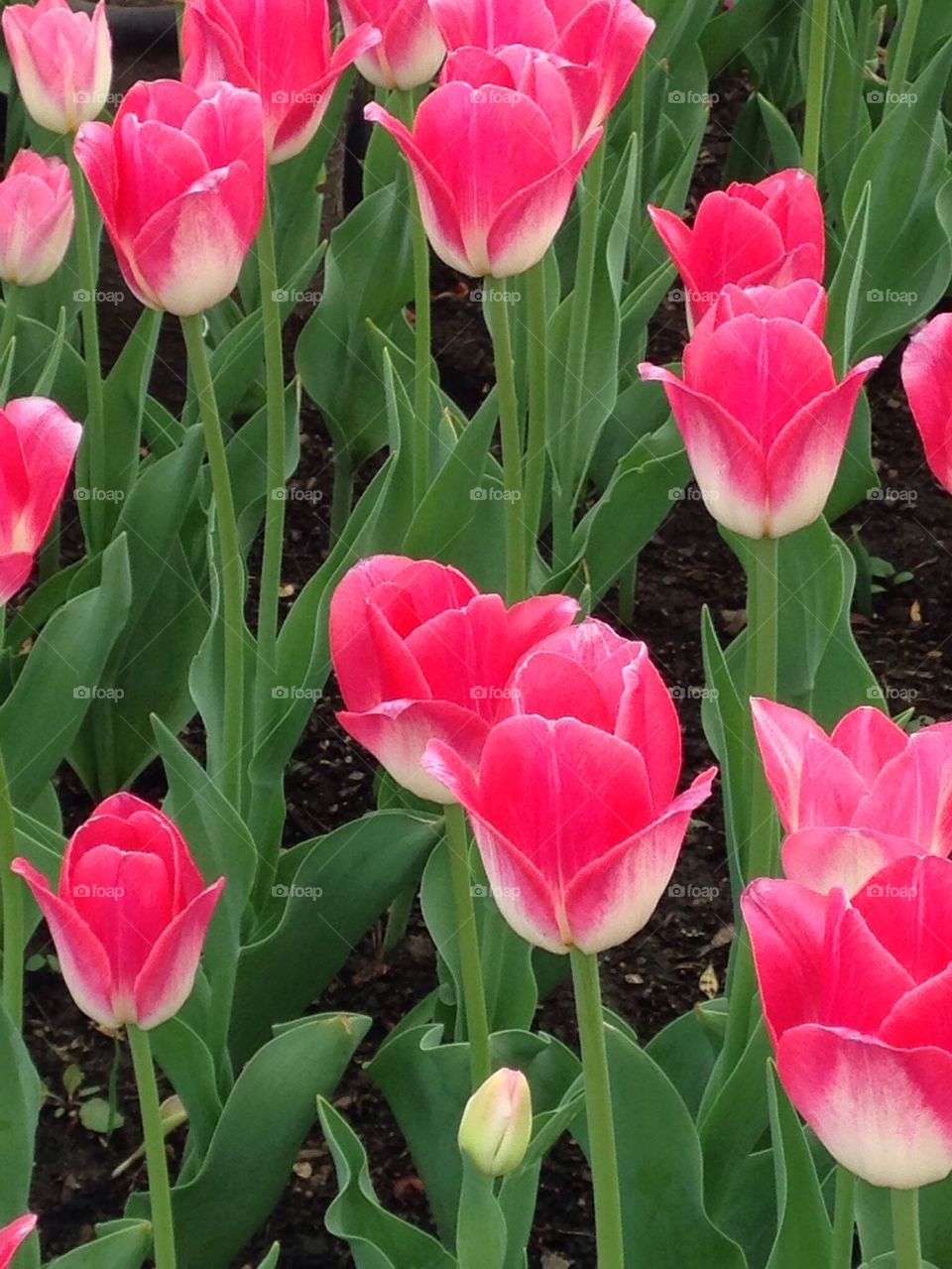 Beautiful tulips