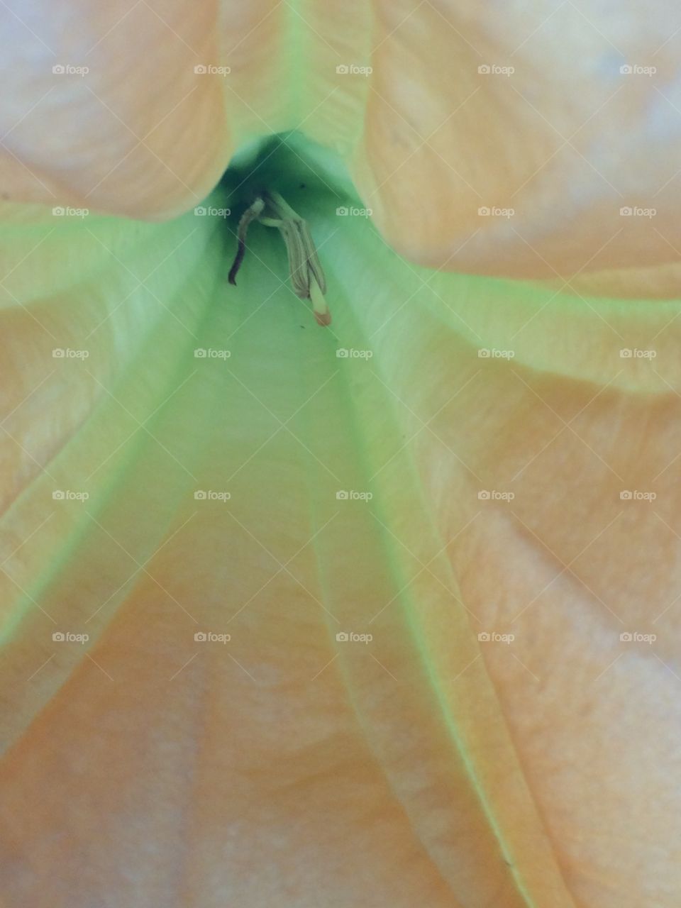 Up close inside a flower.