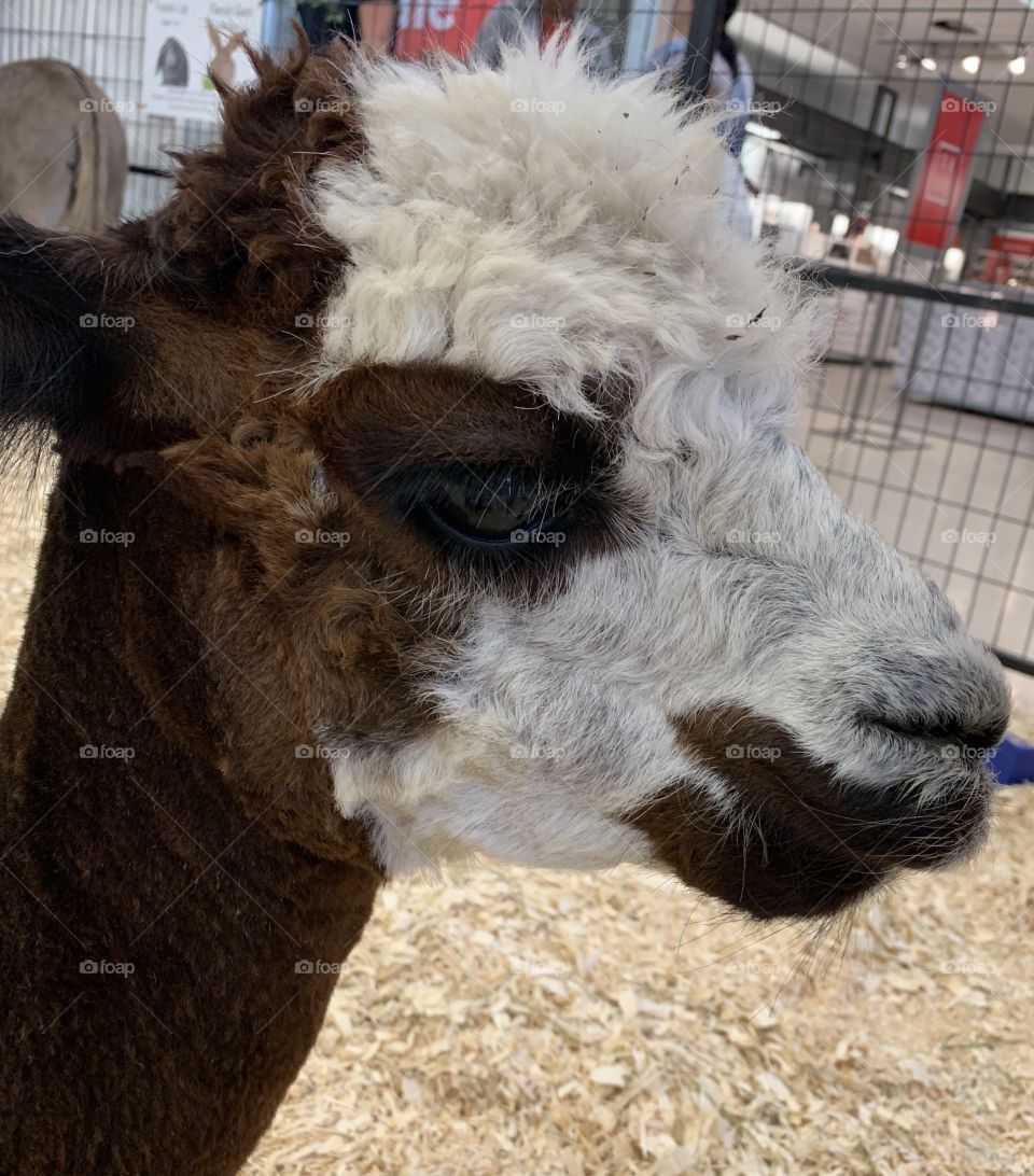 Alpaca at a petting zoo