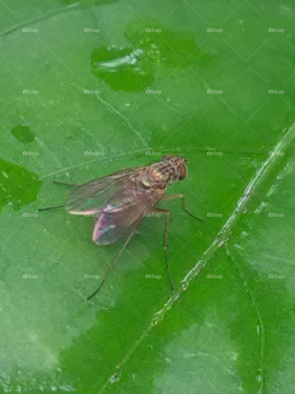 When it is alive and young, then it is very rare that one place does not stay.