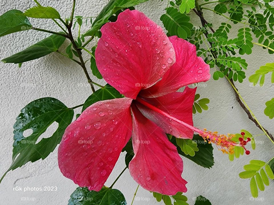 Hibiscus wet