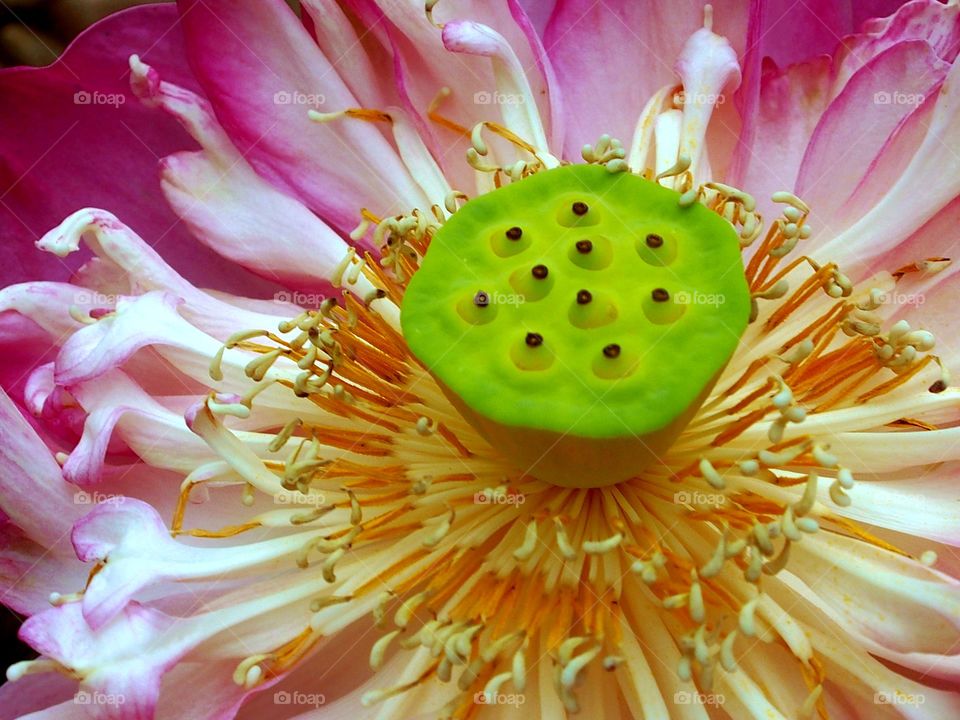 Close-Up of pink water lily