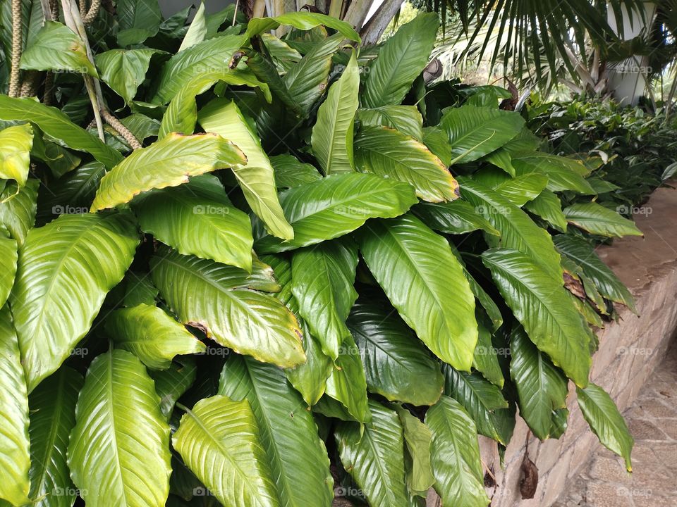 Green plants are always represents freshness and prosperity which motivate us to live happily