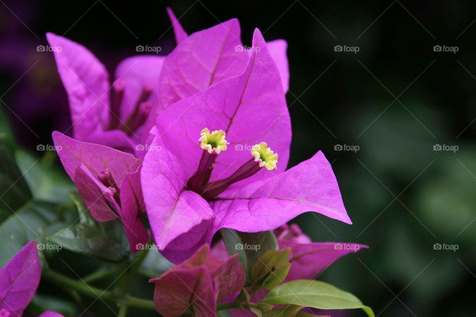 Purple flower