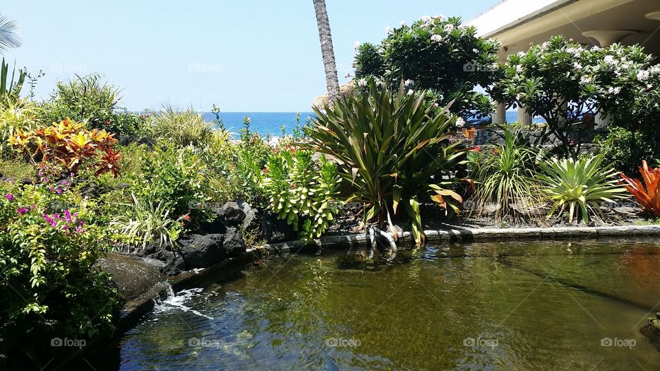 Seaside Fish Pond