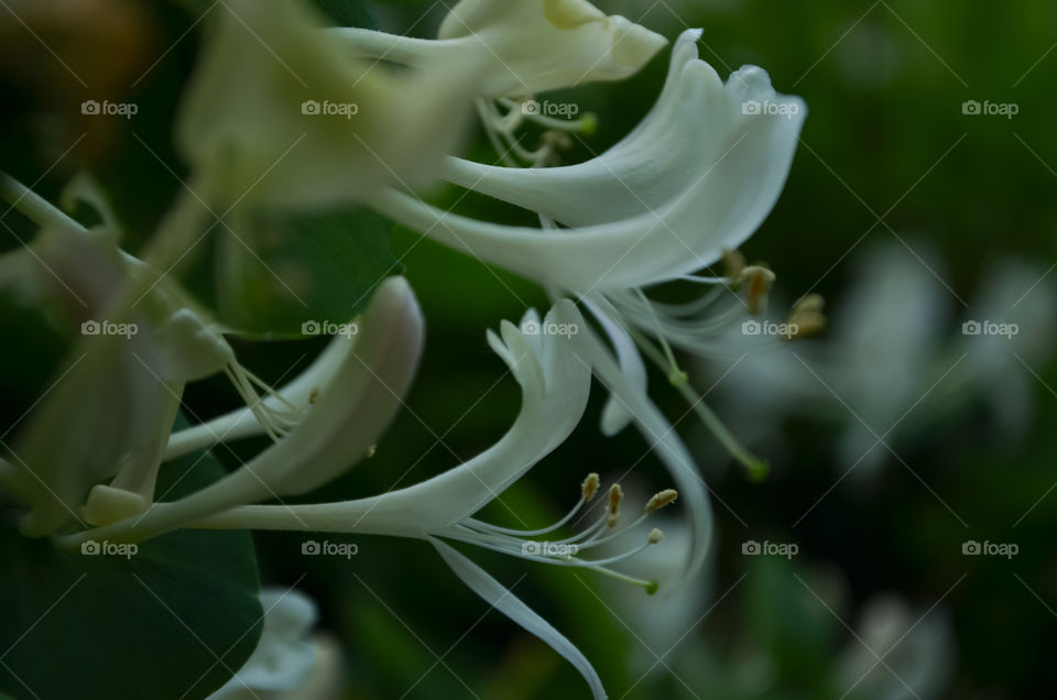 White color flowers