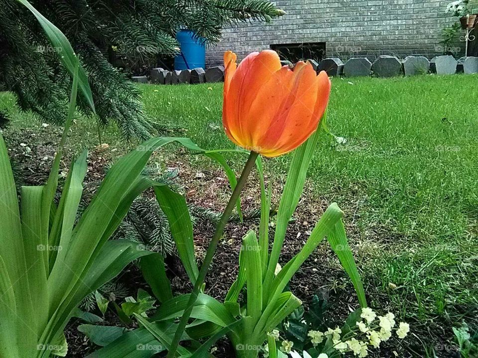 "Orange you glad for tulips?"