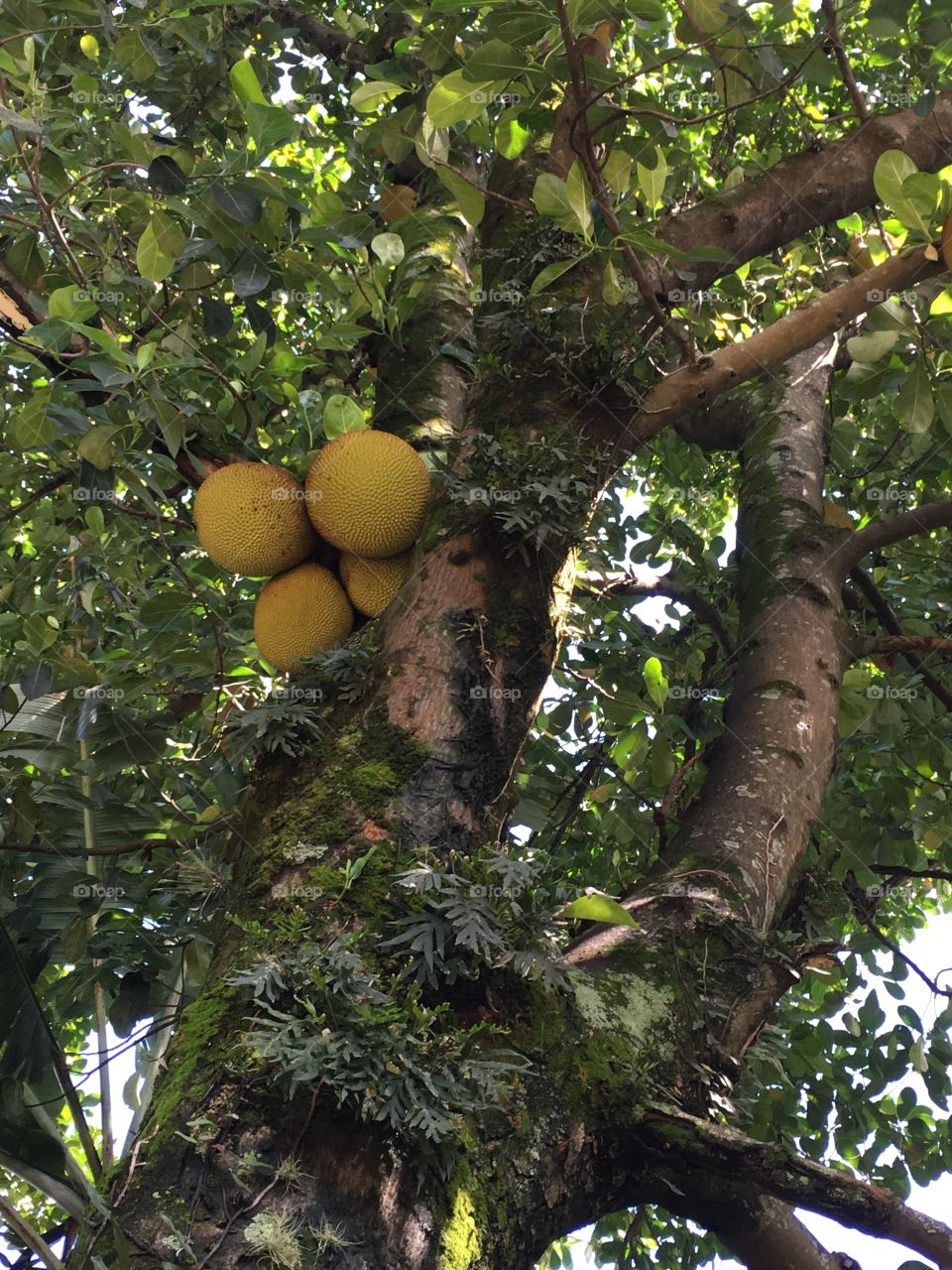 Um pé de jaca muito carregado. Eu não sou apreciador dessa fruta... mas para quem gosta, essa jaqueira é “tudo de bom”!