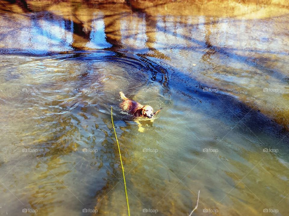 Lab swimming with stick