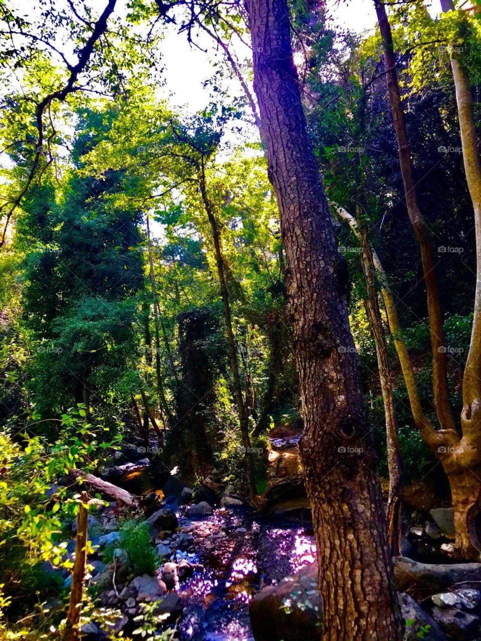 Forest Waterfall Kalidonia Kakopetria 2020