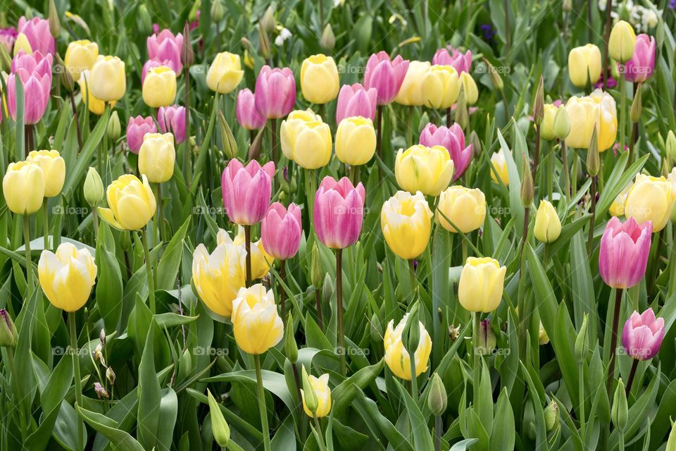 Field of beautiful yellow and pink blooming tulips growing in the garden at spring