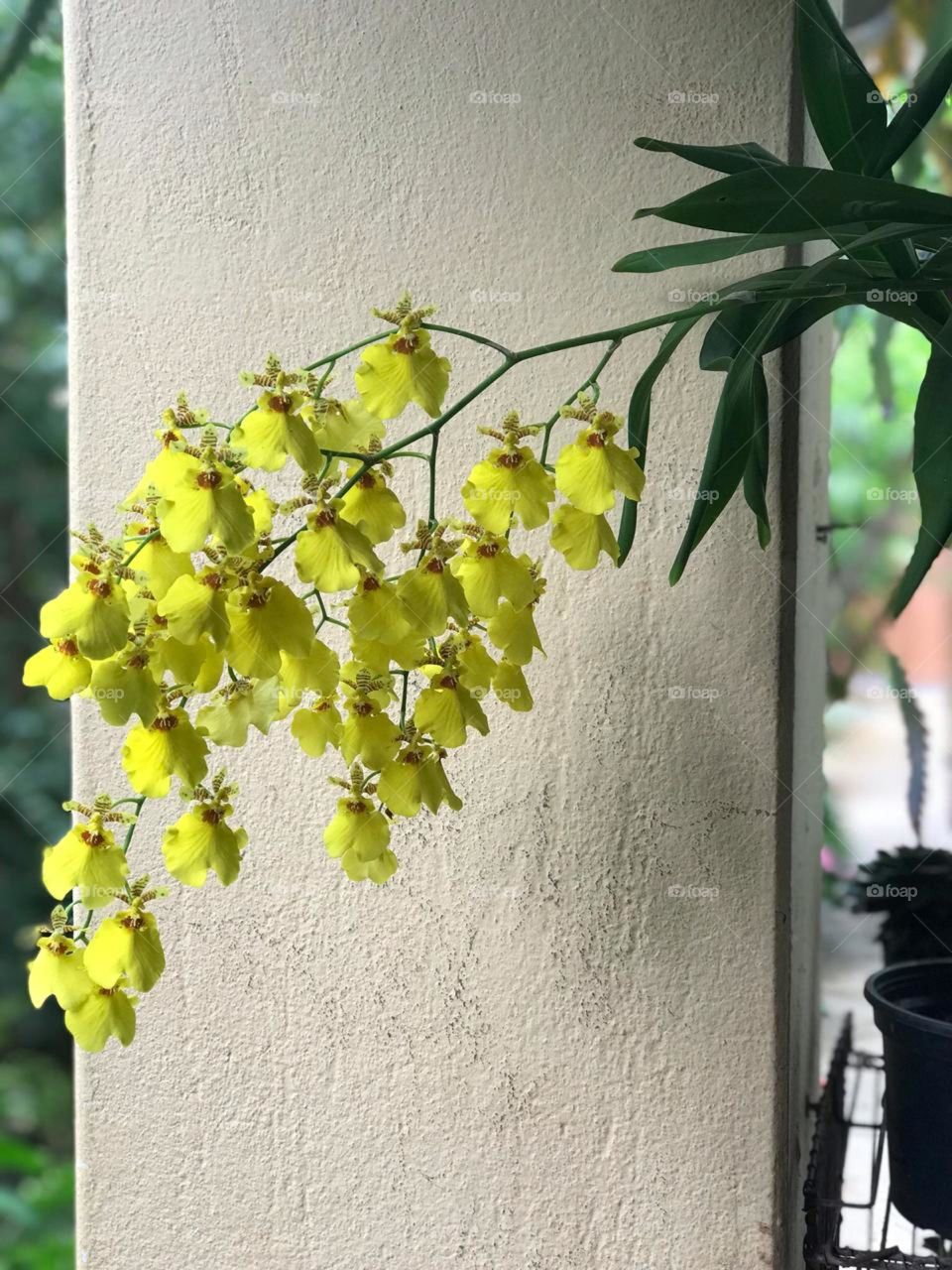 Plants in São Carlos in Brasil 