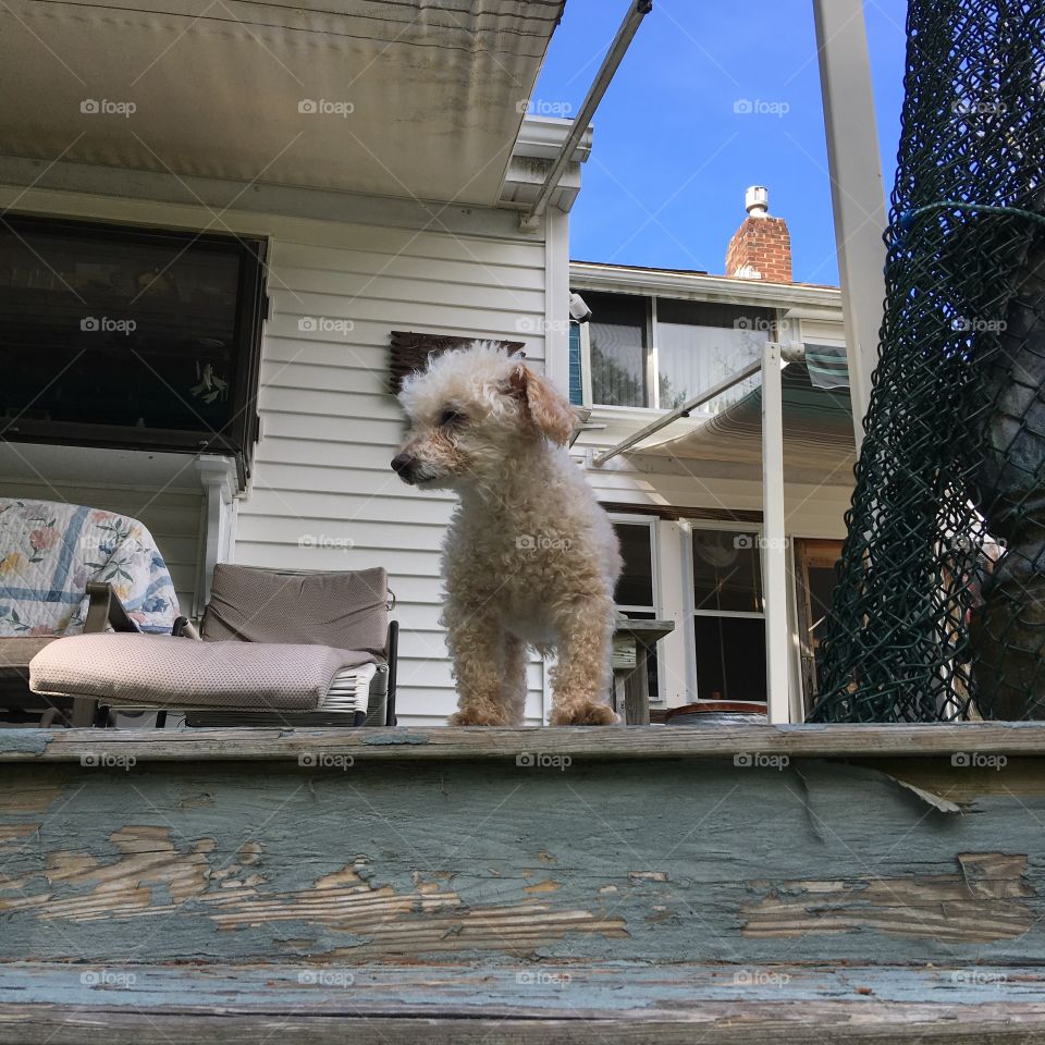 Poodle dog standing on top step, I'm looking up!