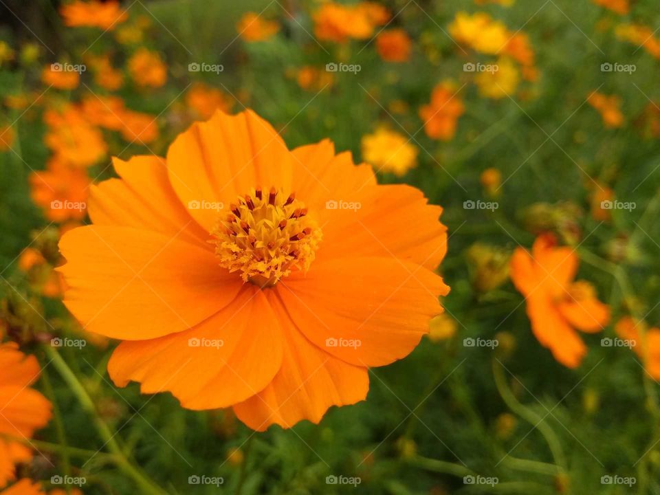 flower garden in nature