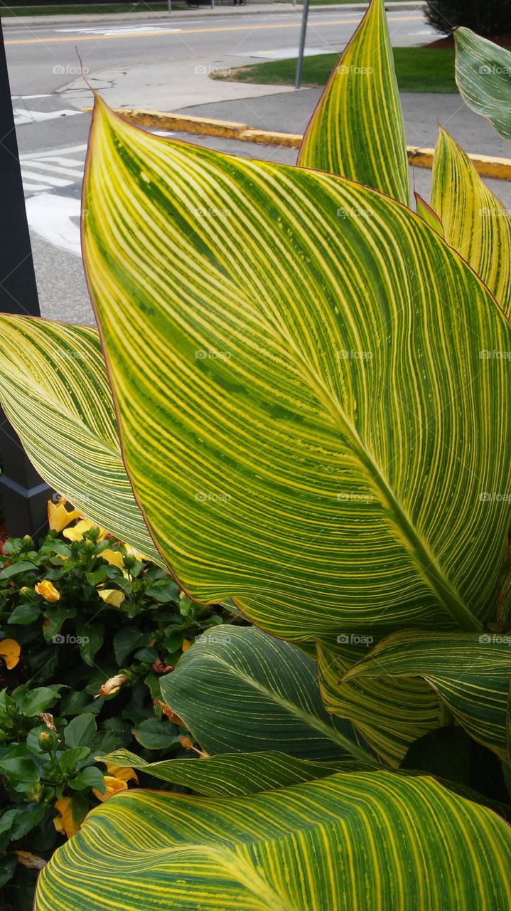 Leaf, Flora, No Person, Nature, Growth