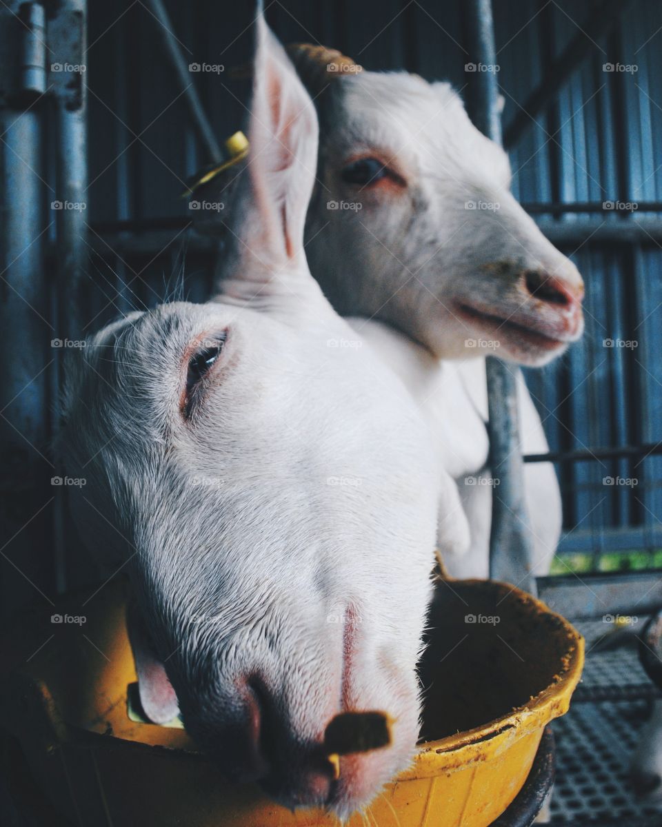 friendly goats at the farm.