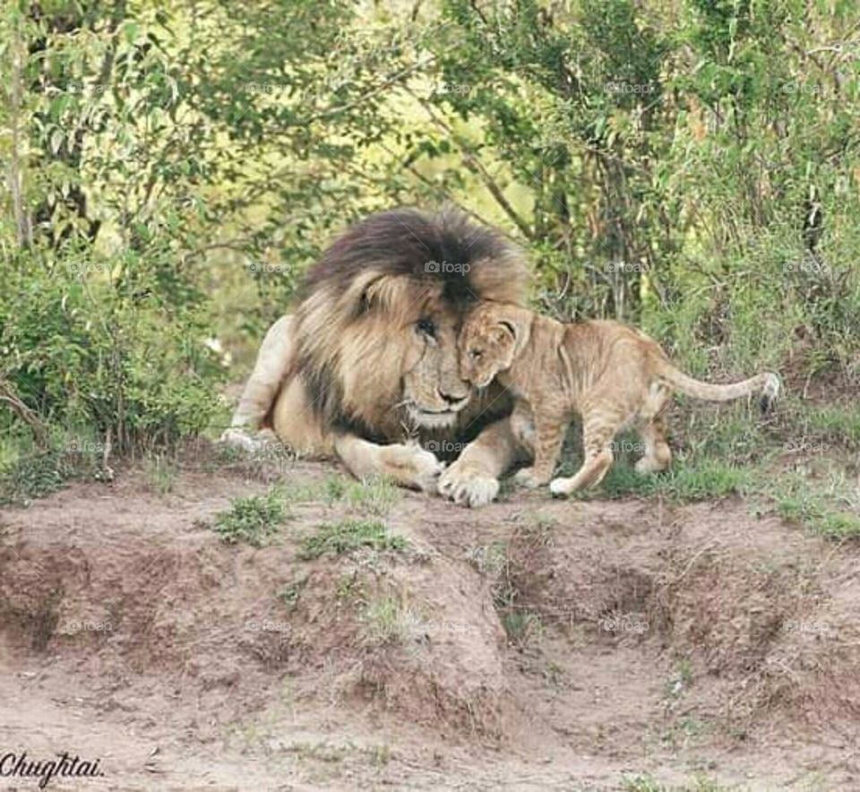 Lion King and Simba