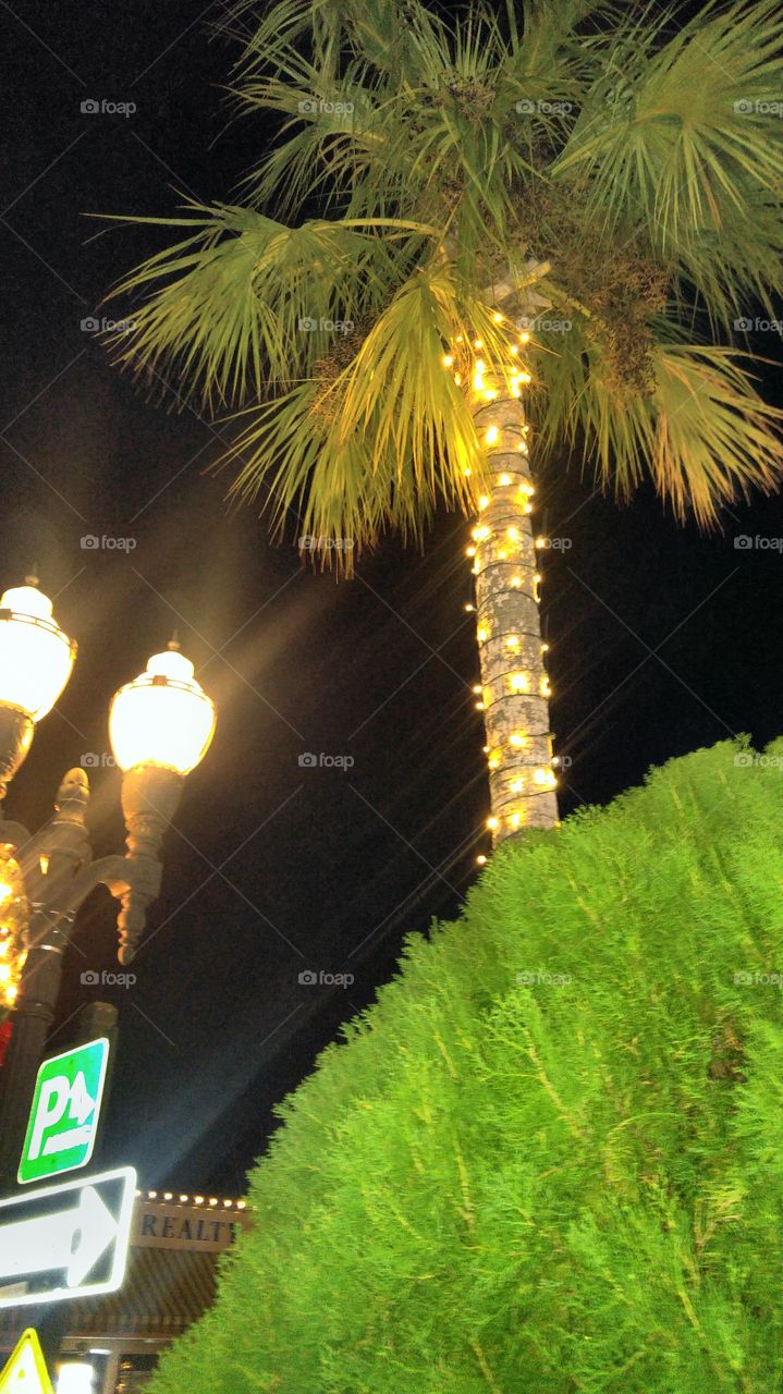 Palm lights