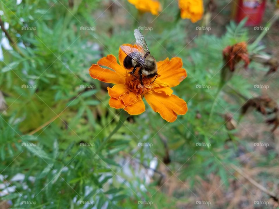 bee on the flower in my garden