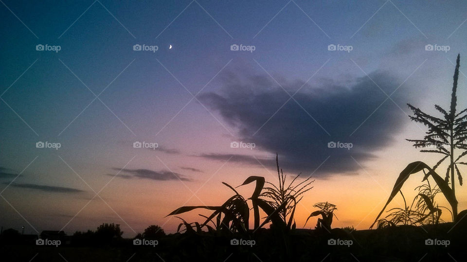 Twilight sky over a corn field in Romania. Colorful sky and silhouetted clouds.