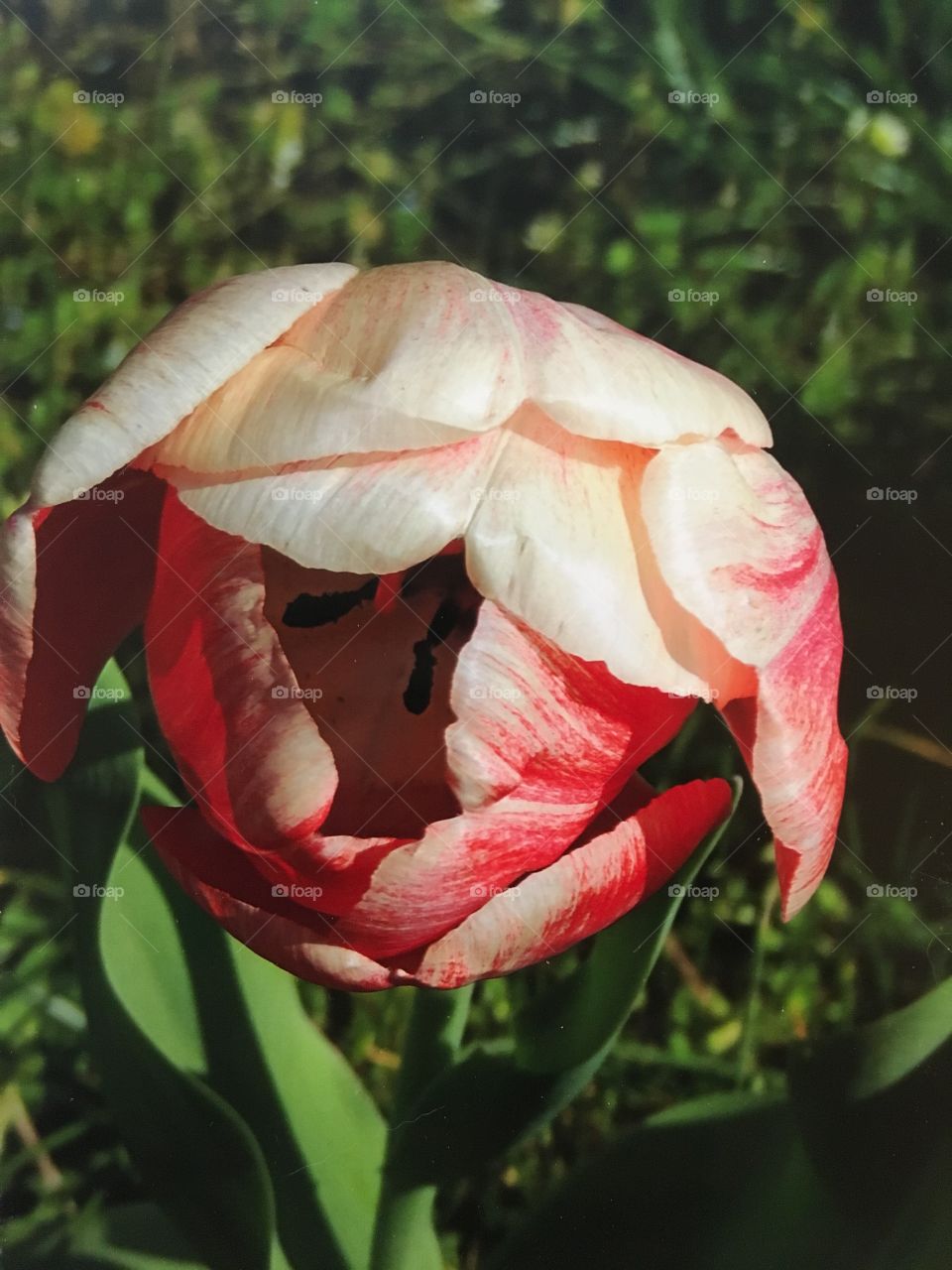 Unfurling of the bloom