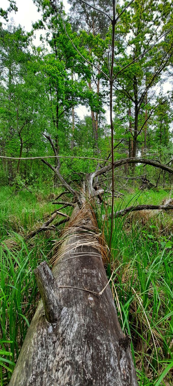 Old tree trunk in the forest