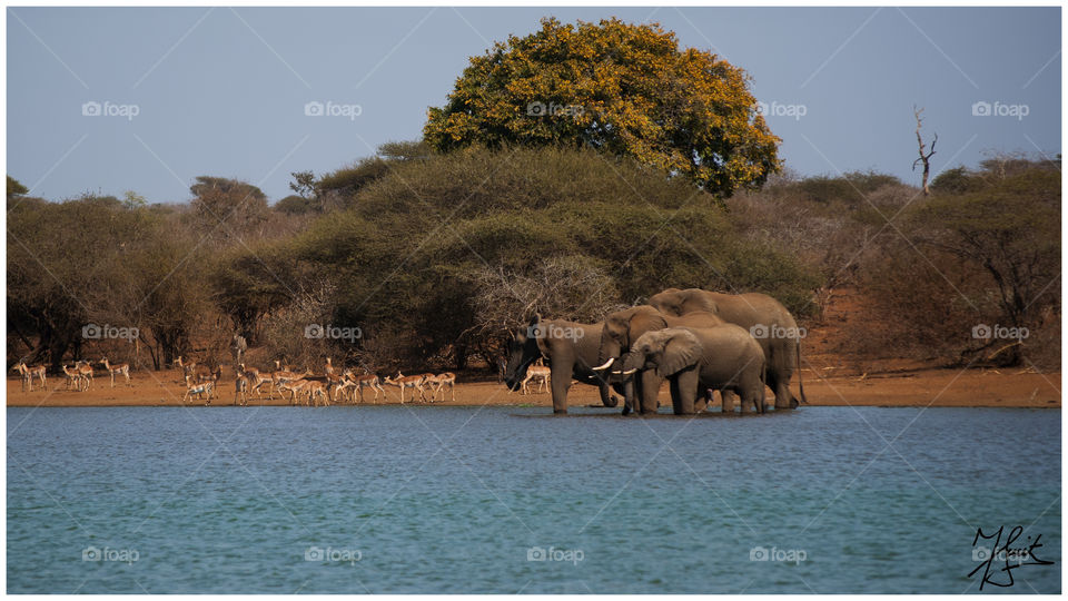 Big guys. Elephants in the Kruger