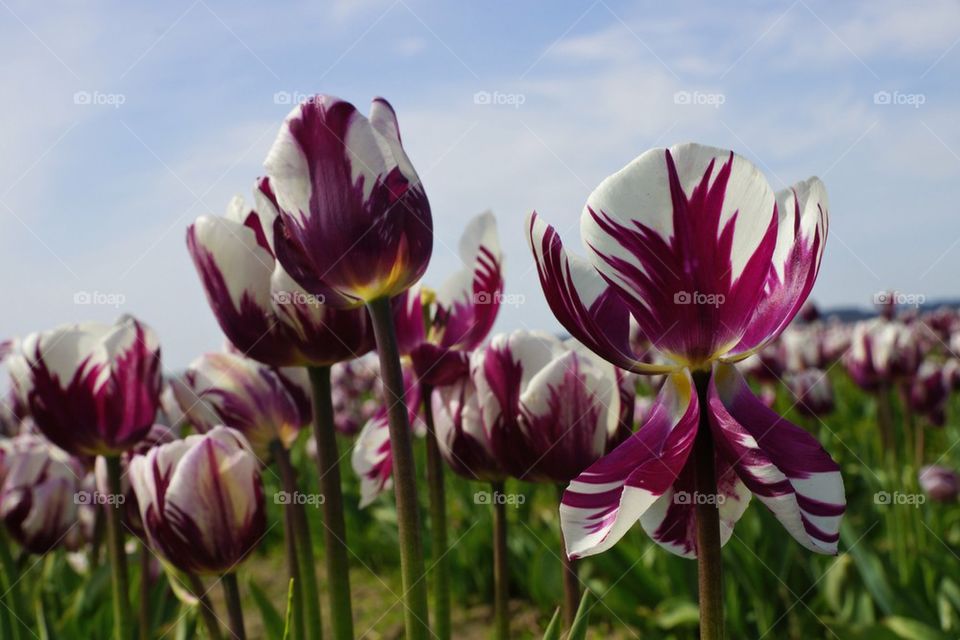 Purple and white petals tulip