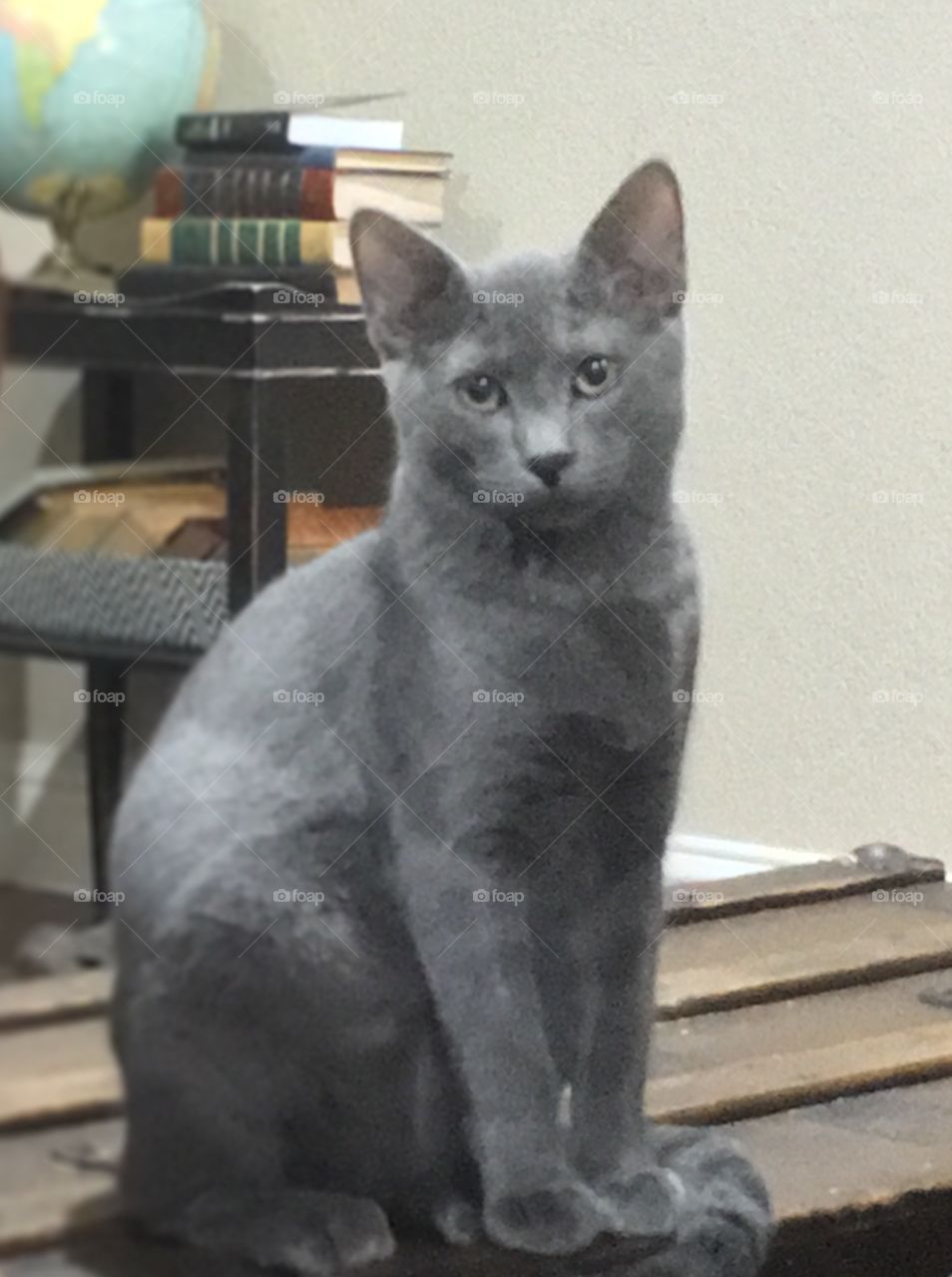 Russian Blue kitty. 