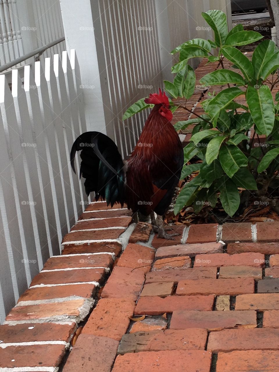 Rooster out for an afternoon stroll