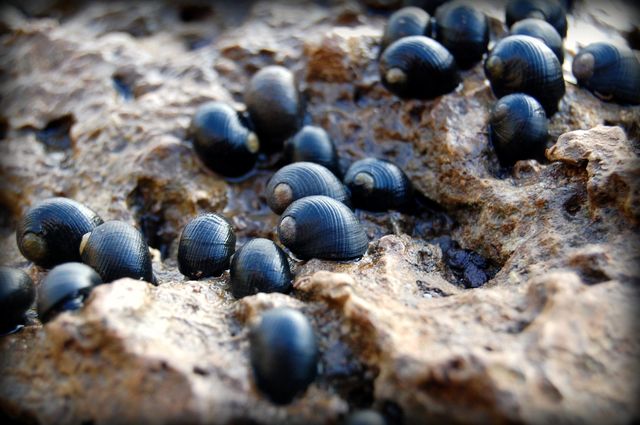 Pipipi Hawaiian Limpets . Hawaiian limpets clinging to a rock