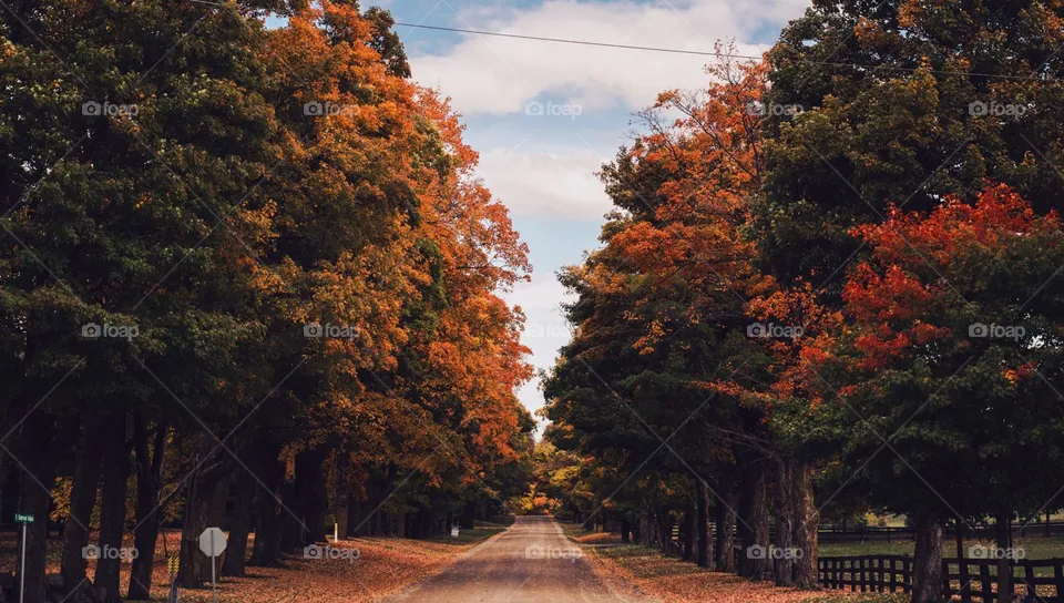 between tree - nature photo