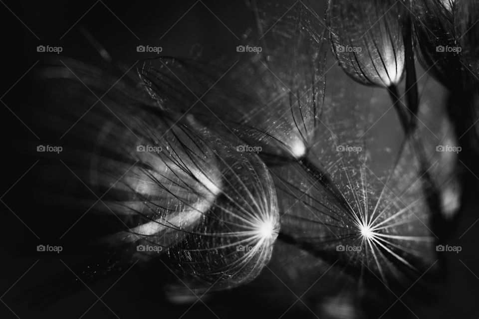Dandelion monochrome dark closeup