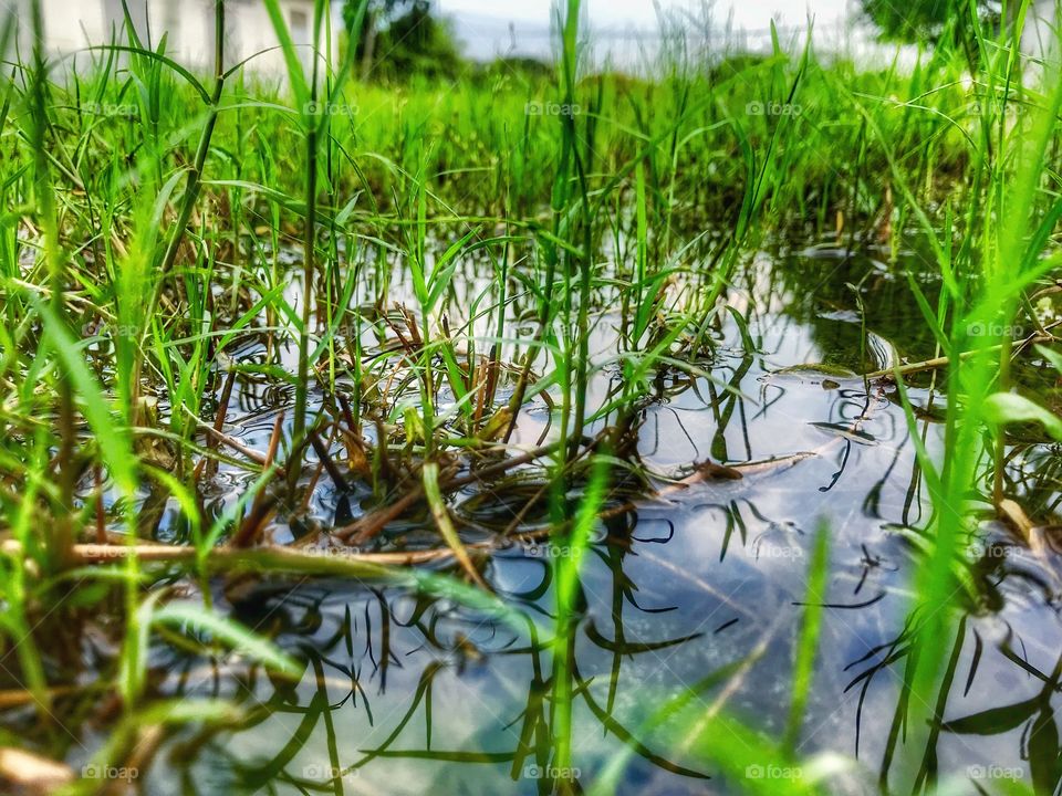 Grass in the pool