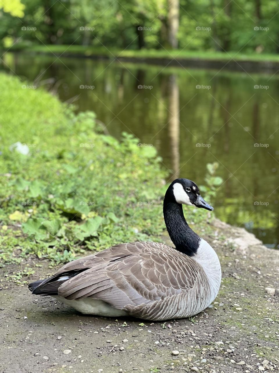 Goose by the river, peaceful and relaxed