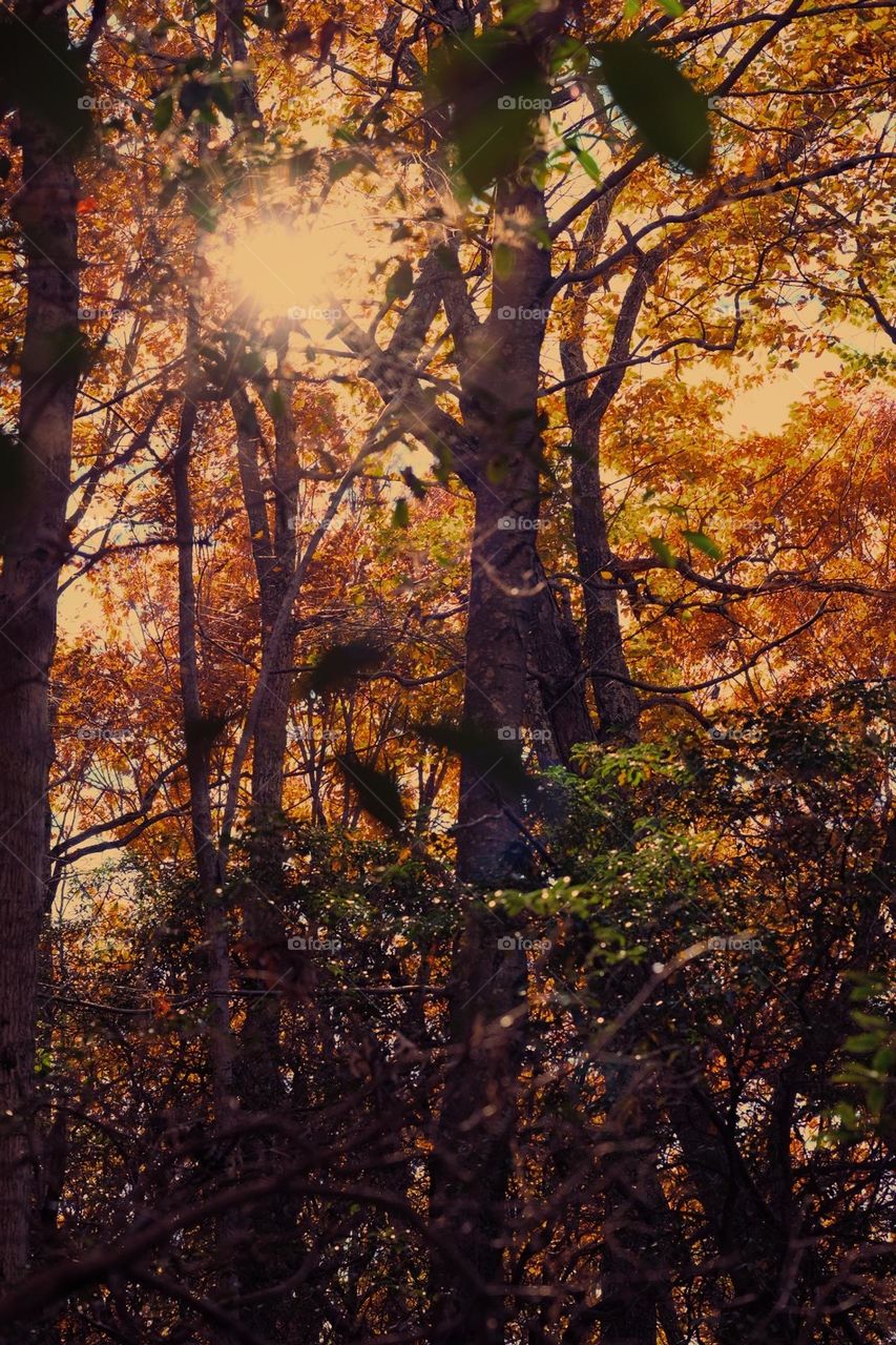 Sun comes through the trees on a fall day, hiking in the woods during Autumn, New York State during fall, colorful leaves on the trees in autumn, searching for leaves 