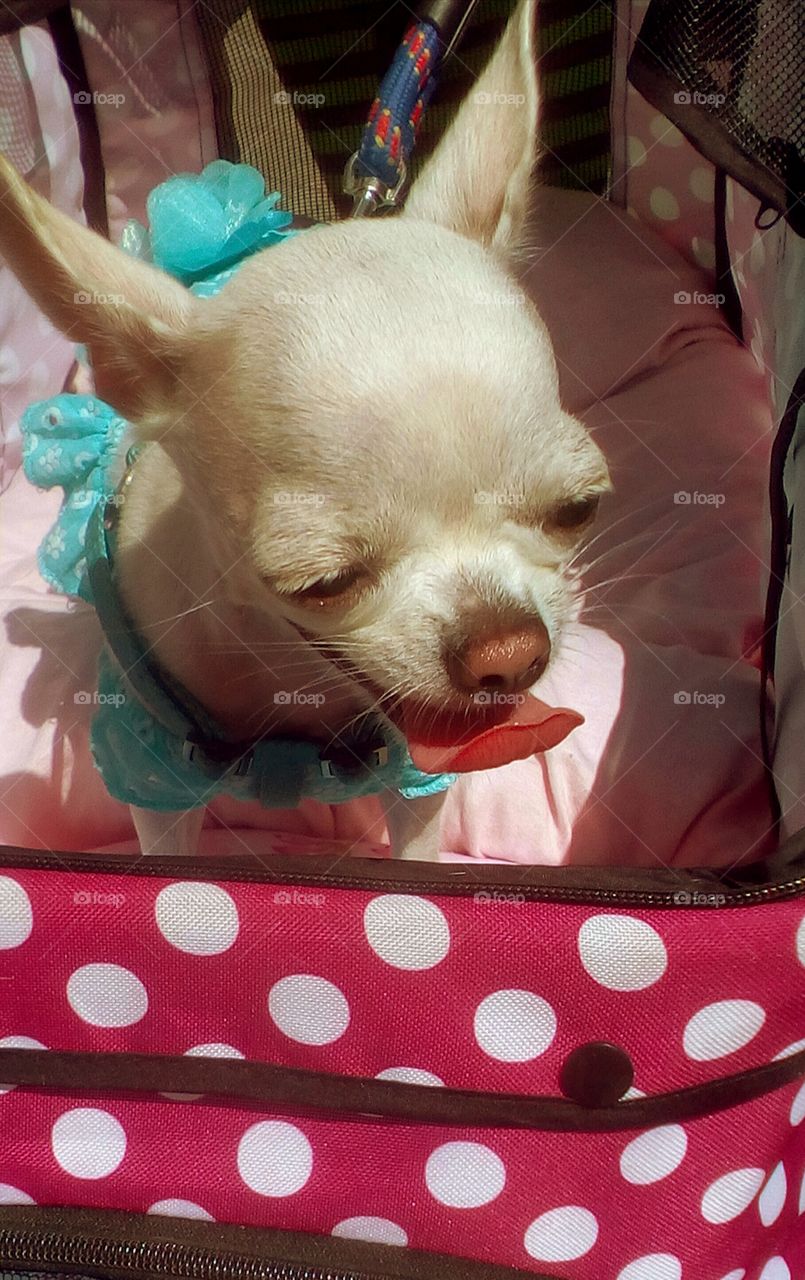 Small funny sleepy dog in dog special red carriage in closeup