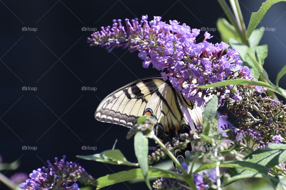 Butterfly on flower