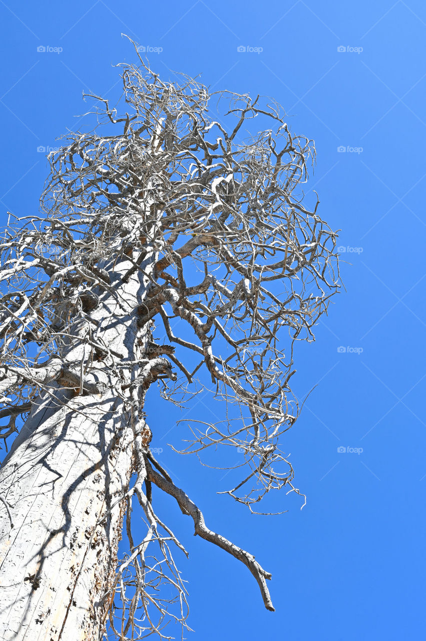 Close up shot of the dead tree with blue sky 
