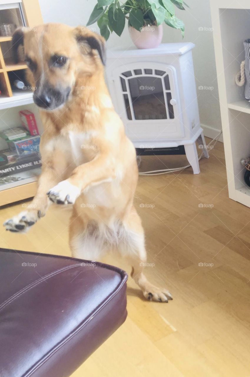 Dog stands on hind legs