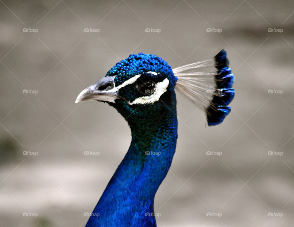 outdoors colors animal usa by refocusphoto