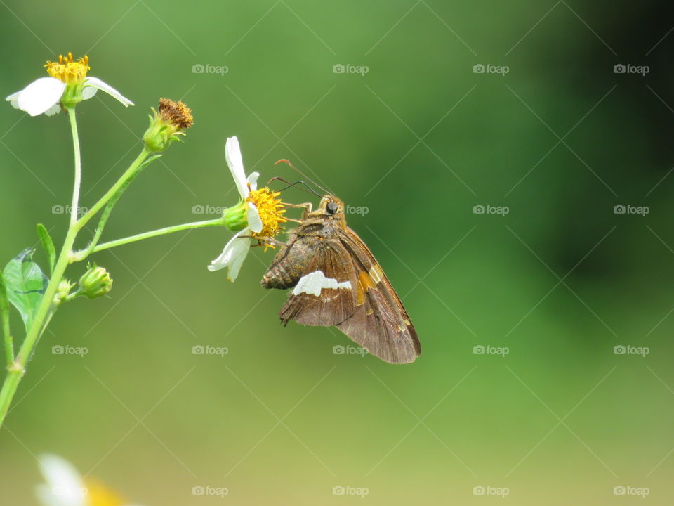 Silver spotted skipper