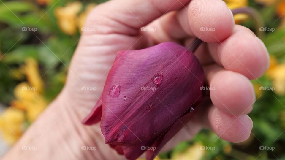 Fresh watered tulip in hand