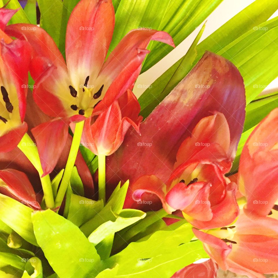 Hawaiian tulips